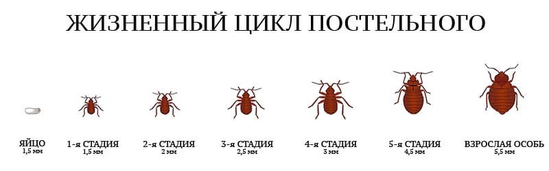 жизненный цикл постельного клопа