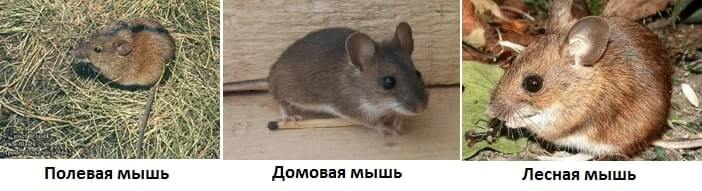 уничтожение мышей